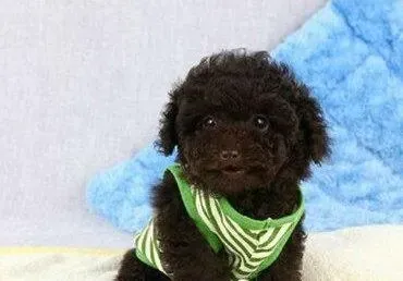贵宾犬|举止优雅的贵宾犬会更容易得到人们的青睐
