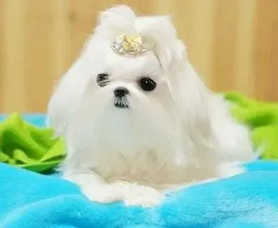 马尔济斯|怎么看马尔济斯犬是不是真的感冒了