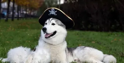 阿拉斯加雪橇犬饲养 家长们一定要细心 | 阿拉斯加雪橇犬