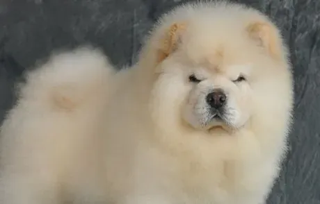 松狮犬有迷你种吗 松狮犬标准身高为45到51厘米 | 松狮犬