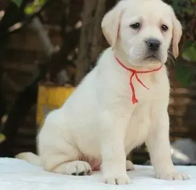 拉布拉多|拉布拉多犬不爱吃饭只喝水是不是病了