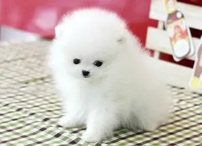 博美犬|博美犬的日常喂养所包含的几大方面