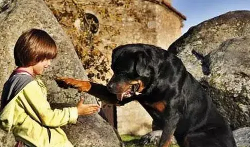 罗威纳犬会看家吗 罗威纳犬适合做护卫犬 | 罗威纳犬