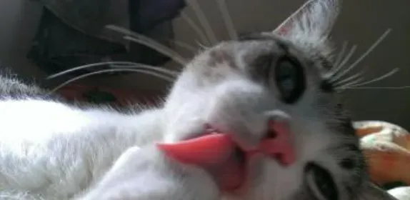 猫的舌头有什么作用 猫舌头表面很粗糙 | 猫