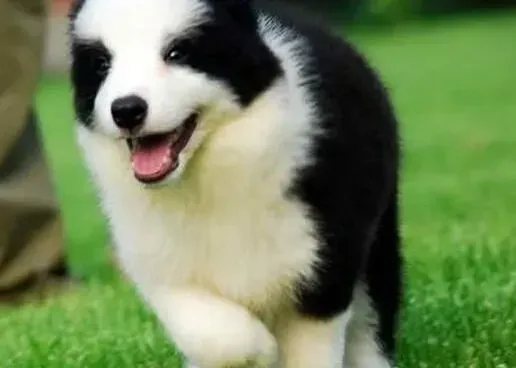 边境牧羊犬|边境牧羊犬洗澡应该禁用人用洗发液