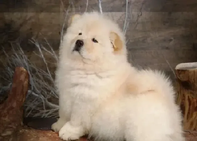 松狮犬|换季别担心 松狮犬在不同季节的管理特点
