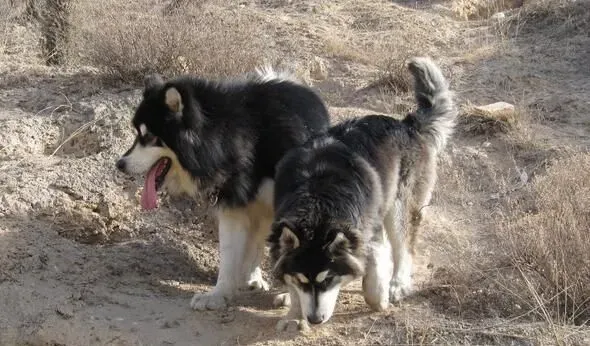 阿拉斯加雪橇犬的饲养 阿拉斯加的喂食方法 | 阿拉斯加雪橇犬