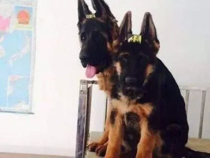 德国牧羊犬|通过给德国牧羊犬洗澡保持身体健康