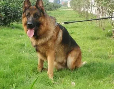 德国牧羊犬|德国牧羊犬细小病毒的预防、确诊和护理