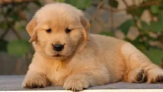 金毛|金毛犬屁股周围掉毛是为什么