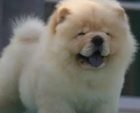 松狮犬|妙招大比拼 让你的松狮犬在夜里不再乱叫
