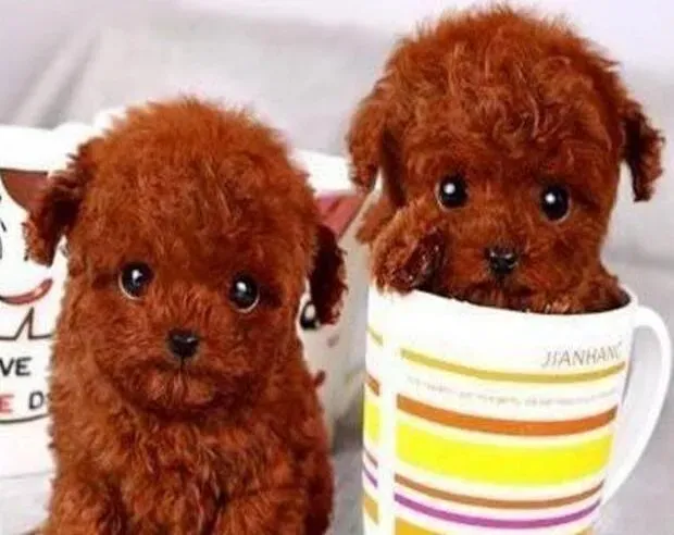 泰迪犬|泰迪犬一天没吃东西而且不上厕所是生病了吗