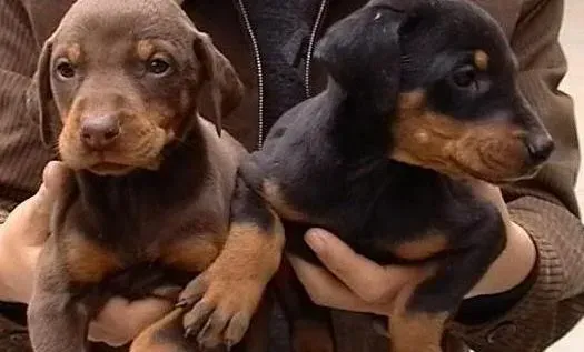 杜宾犬|杜宾犬肚子上长了一些红痘痘是怎么回事