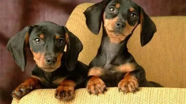 腊肠犬|腊肠犬吃完狗粮就打嗝是因为消化不良吗