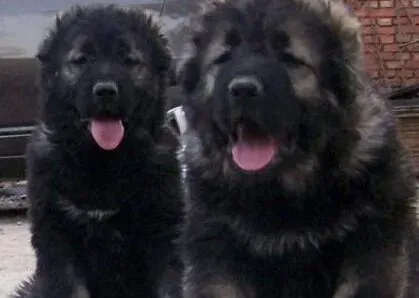 高加索犬|养好老年的高加索犬有何高见