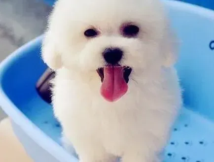 比熊犬|怎样让比熊犬在训练中纠正自己挑食的恶习