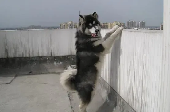 阿拉斯加雪橇犬的饲养 阿拉斯加的喂食方法 | 阿拉斯加雪橇犬