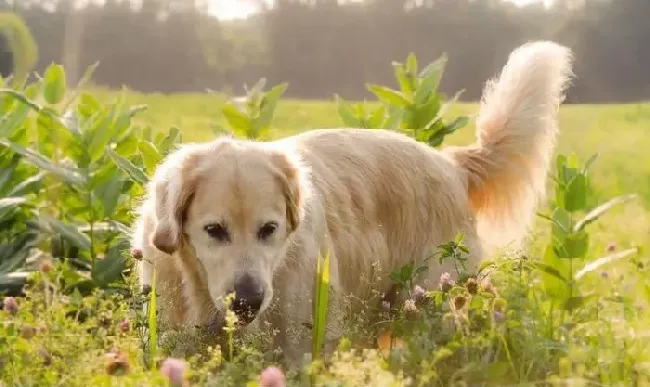 金毛|4大金毛犬常见的耳朵疾病 主人一定要注意