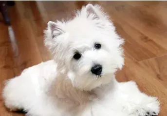 辨识西高地白梗 西高地白梗掉毛吗 | 西高地白梗