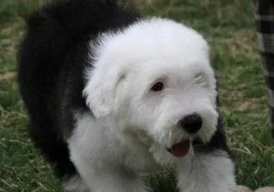 古代牧羊犬|怀孕期间的古代牧羊犬拉稀是什么原因