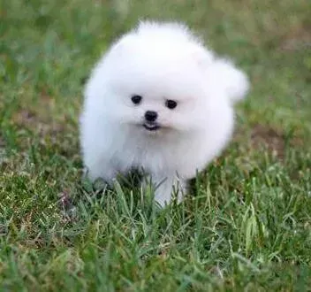 博美犬|博美犬吃多了就拉稀 如何改善它的吸收能力呢