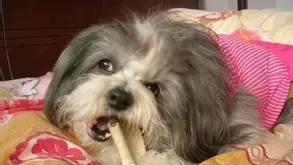 拉萨犬名字的来历 拉萨犬的历史传说 | 拉萨犬