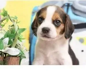 比格犬|比格犬在补钙期间需要注意哪些事情