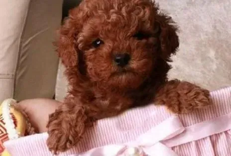 泰迪犬|几分钟教你学会饲养泰迪犬幼犬