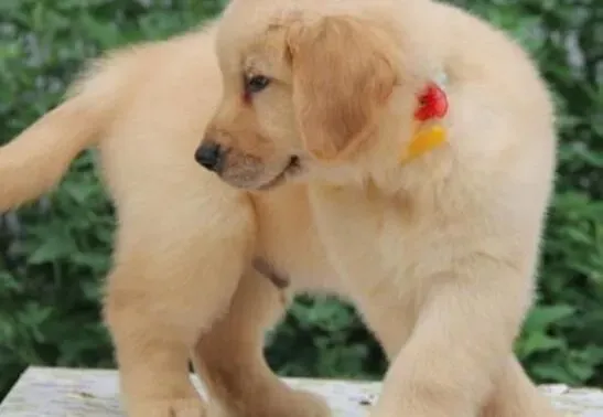 金毛|金毛犬在吃完驱虫药后有哪些表现