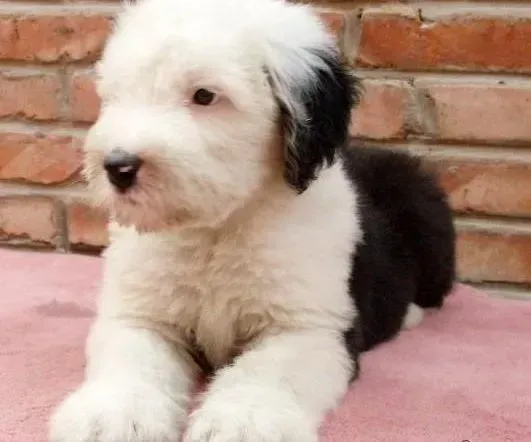 古代牧羊犬|春夏两季饲养古代牧羊犬的重点问题