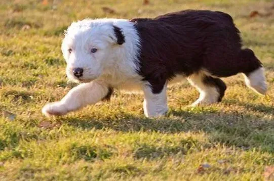 古代牧羊犬|古代牧羊犬最近总发烧如何帮助它退烧