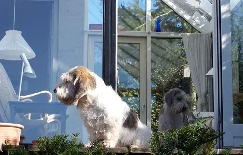 贝吉格里芬凡丁犬的日常护理    指甲和毛发都不能忽视 | 贝吉格里芬凡丁犬