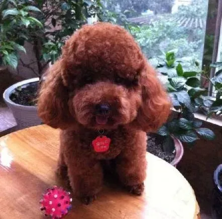 泰迪犬|泰迪犬吃完骨头便血如何救治