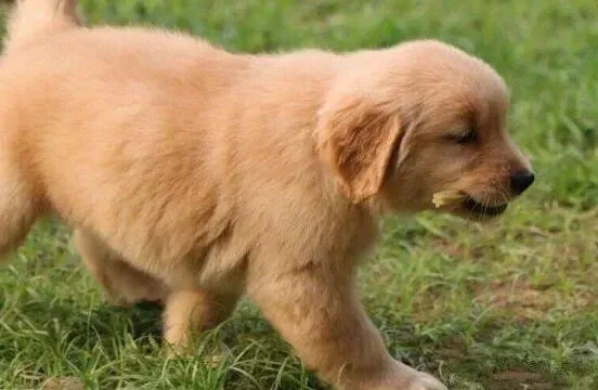 金毛|怎样让金毛犬成为一只勇敢的狗狗