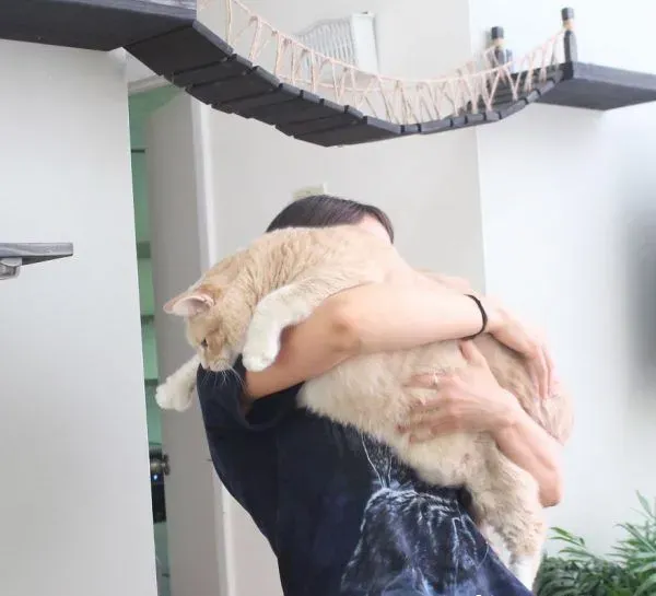 爱猫情侣想收养第三只猫 意外被一只橘喵吉拉吸引 | 猫