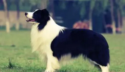 边境牧羊犬的性格 很喜欢粘着主人玩耍 | 边境牧羊犬