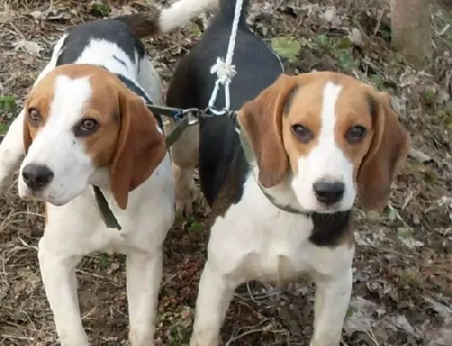 比格犬|比格犬最近有点便秘应如何缓解