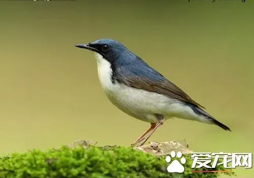 蓝歌鸲叫声 蓝歌鸲冬季发出生硬的低tak声 | 蓝歌鸲