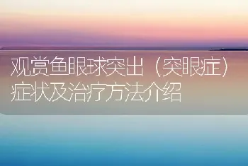 观赏鱼眼球突出(突眼症)症状及治疗方法介绍