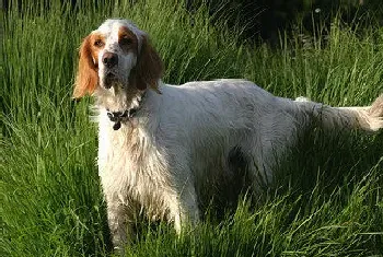 英国雪达犬的日常护理(要定期清除耳垢)