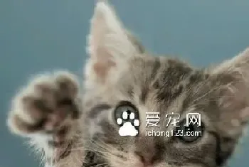 被猫抓了会死吗?猫抓病还是可防可治的