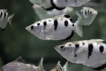 射水鱼饲养(水族箱空间要尽可能大一些)