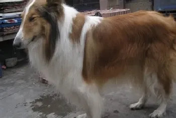 苏格兰牧羊犬的调教诀窍有哪些(苏格兰牧羊犬)