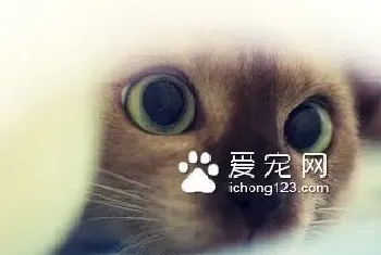 猫咪死后怎么办?最佳的处理宠物尸体应火化