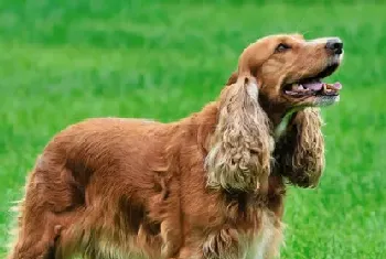 美国可卡犬吃什么(可卡犬断奶后怎么养)