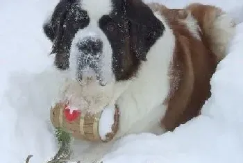 导致圣伯纳犬出现拉肚子的“三大元凶”(圣伯纳犬)