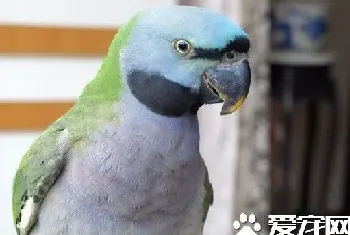 大绯胸鹦鹉饲养(在饲养过程中的几个坏毛病)