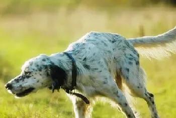 英国雪达犬的养护常识(要适当修剪毛发)