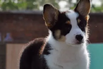 柯基犬在家中看到陌生人或者同伴时总是乱叫(柯基犬)