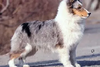 喜乐蒂犬天生与孩子是朋友(喜乐蒂)